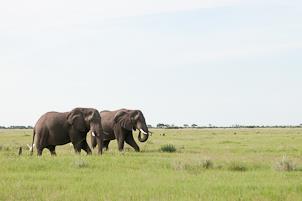 which Savuti is famous. We camp wild in the central Chobe National Park at either Savuti or Zwei-Zwei.