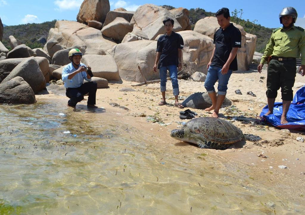 Law Enforcement WAR/Do Thi Thanh Huyen Releasing sea turtle back to the wild On 10th May, WAR cooperated with the Department of Capture