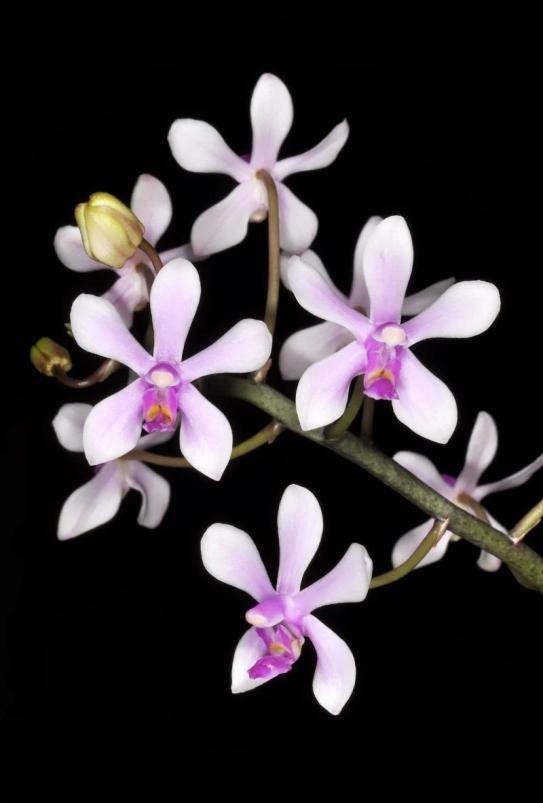 foster the culture and cultivation of orchids and to promote education of its members and the public about orchids.