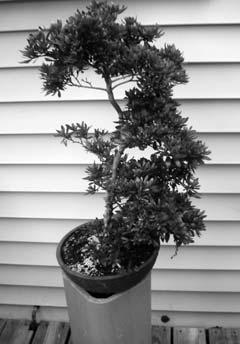 Walt Binder began by telling the story of the beginnings of bonsai. Bonsai originated in China as far back as 200AD.