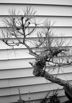 Bonsai hobbyist are always on the lookout for trees and bushes that have the right trunk structure to become a miniature.