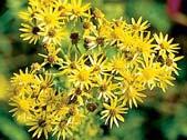 animals. Tansy Ragwort. This is a biennial to short-lived perennial with deeply cut leaves with irregular segments. It has yellow flowers.
