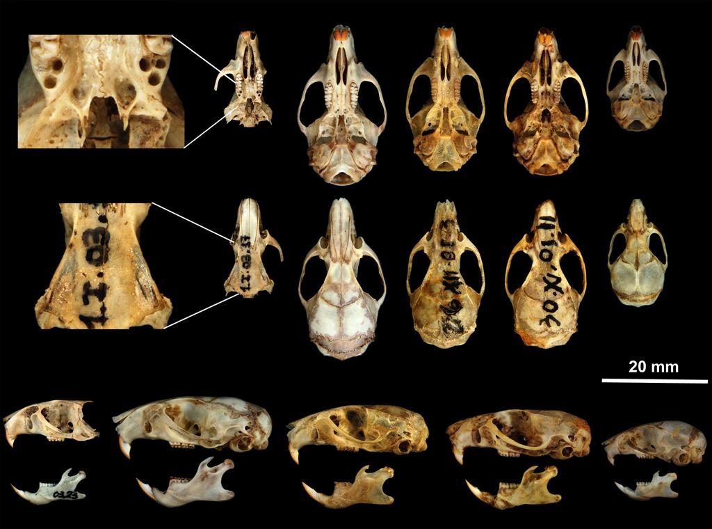 addition, these studies also supported a monophyletic clade containing all large-bodied species within the lowland Calomys group. Among the species of this largebodied clade, only C.