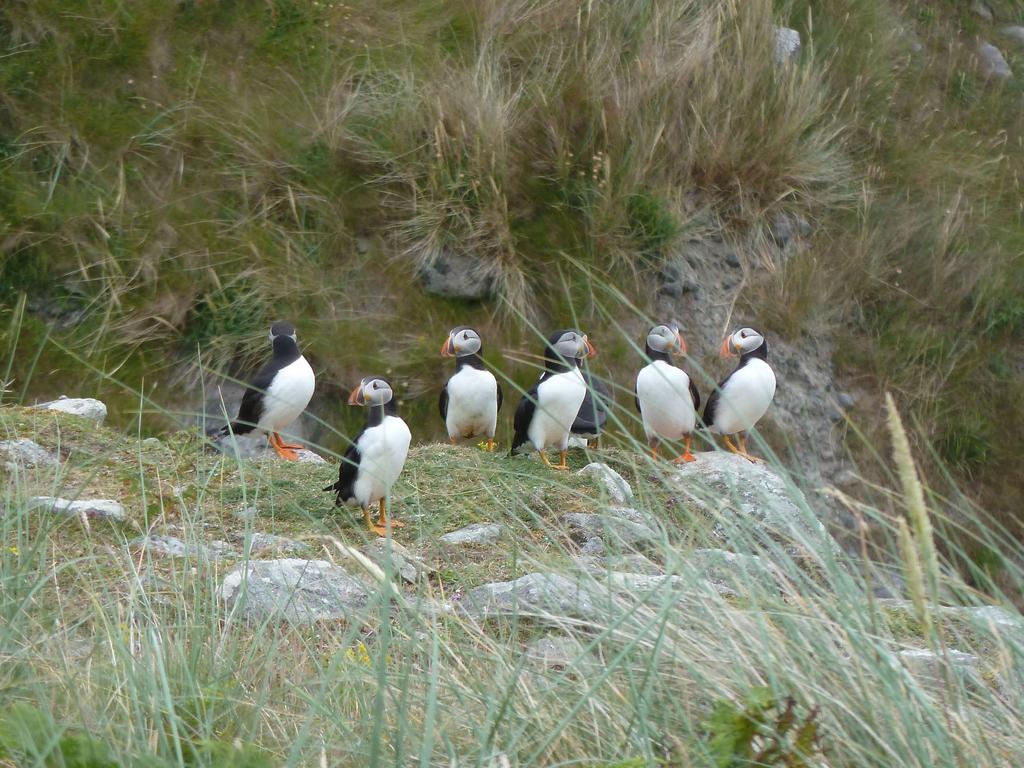 Wildlife Adventure Outer Hebrides and St