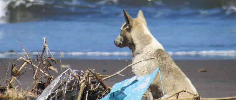 POTENTIAL HAZARDS TURNING THE TIDE ON PLASTIC POLLUTION IN BALI HAZARD TYPE Transportation Wildlife and domestic animals Heat-related illness, dehydration Personal Security Sprains and strains, slips