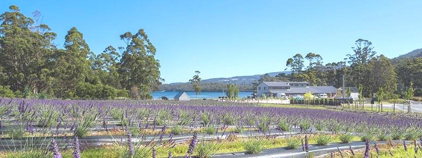 (Cost: $20 tour fee - includes transport in an All-Terrain vehicle, own purchases, $5 attendance fee and $10 transport co-contribution) Tuesday 19 February, 9-5 Lavender Farm Immerse yourself in one