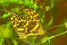 Half Day Excursions JOZANI FOREST & BUTTERFLY CENTRE JOZANI FOREST & BUTTERFLY CENTRE Private Transfer