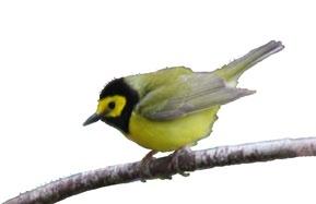 Birding Bonanza (Allegan State Game Area) Catch the spring migration in full swing on this day-long birding excursion.