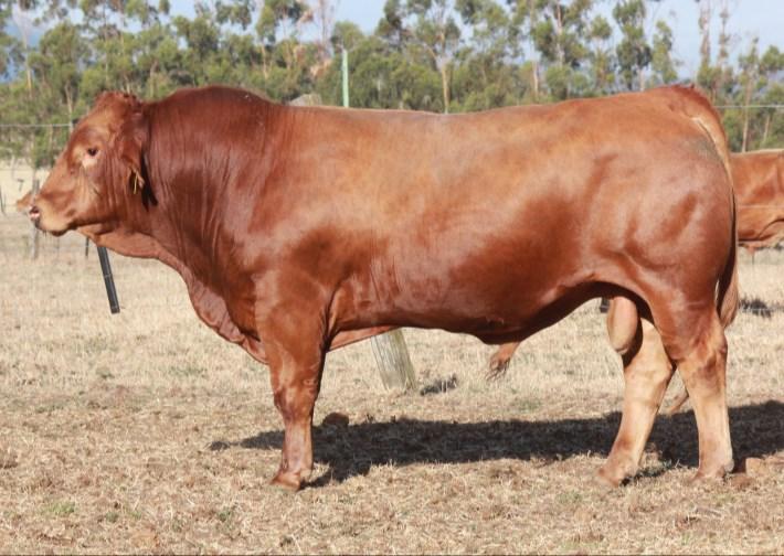 LOT 22 SUMMIT RED COMPOSITE L413 (P) COLOUR: RED BREED COMPOSITION: SC: 42cm 50pc Gelbvieh, 25pc Shorthorn, 25pc Red Angus WT P8 Rib EMA 702