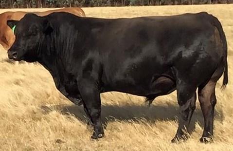 Still going strong today due to his moderate frame and perfect structure. There is a reason why he has so many sons in the sale. He improves, moderates and piles on the meat.