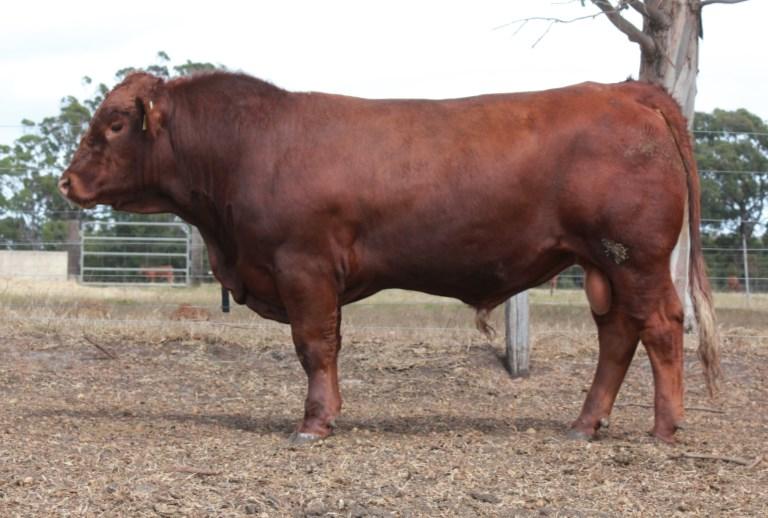 LOT 30 SUMMIT RED COMPOSITE L403 (P) COLOUR: RED BREED COMPOSITION: SC: 43cm 50pc Gelbvieh, 25pc Shorthorn, 25pc Red Angus WT P8 Rib EMA 672 7 6 114 4.