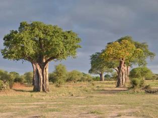 landcapes with magnificent Boabab trees and is home to huge herds of