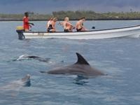 dolphins in their natural environment.
