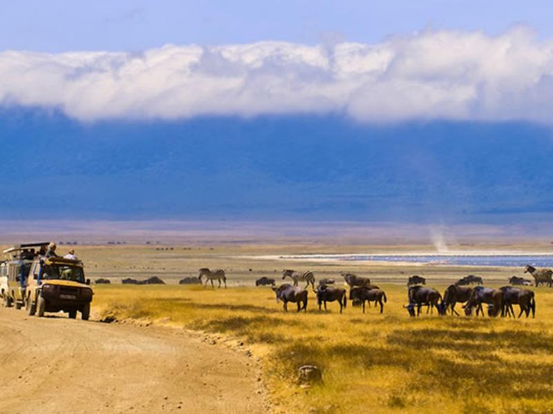 Game drives descend into the Ngorongoro Crater through a lush highland forest, with magnificent bird life to