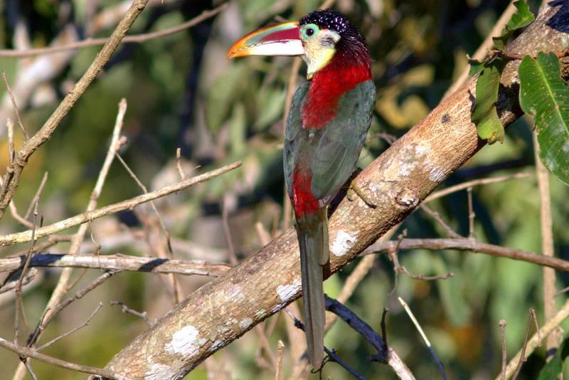 RBL Brazil - Pantanal and Extensions Itinerary 9 Mammals, aside from the aforementioned Jaguar and Giant Otters, are also a prominent feature of the Transpantaneira, where many are easier to see than