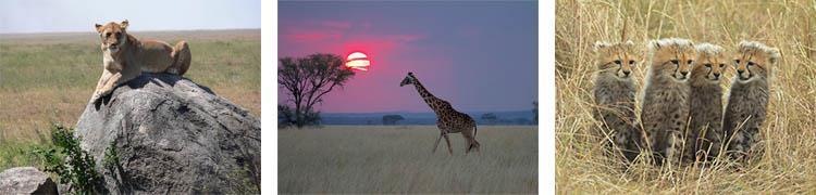 Nearly 500 species of birds and 35 species of large plains animals can be found in the Serengeti. The park may contain as many as 1.