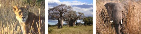 Majestic baobab trees are an interesting feature of the park, dwarfing all but the elephants feeding beneath them.