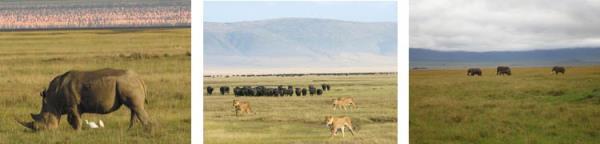 Ngorongoro Crater itself is but a small portion of the 3,200-square-mile Ngorongoro Conservation Area, a World Heritage site that is characterized by a highland plateau with volcanic mountains as