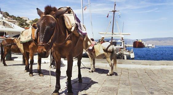 Once you are comfortable, cruise down to Hydra. Arrive in Hydra s horse-shoe shaped harbour and explore the island on foot or, by the island s traditional transportation, the saddled donkey!