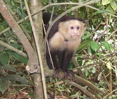 An early morning trail walk should allow you to spot Squirrel Monkeys, Three-toed sloths and Agoutis.
