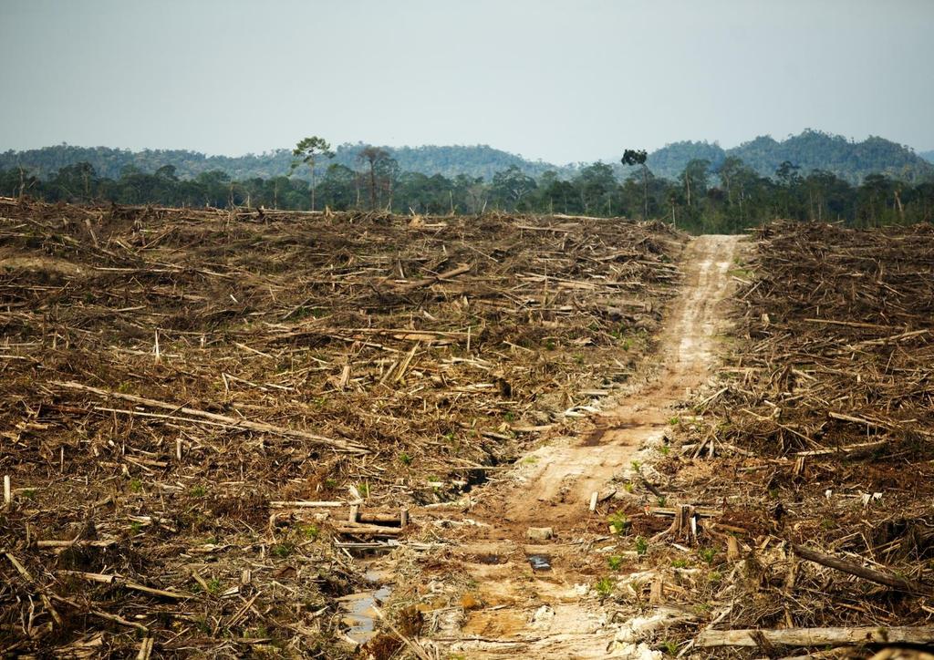 Deforestation The destruction of a forested