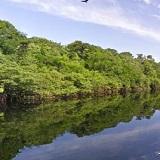 Continue by road and a two and a half hour boat journey to Refugio Amazonas, located in a 200-hectare private reserve.