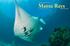 Manta Rays. Papua New Guinea s. of Milne Bay. Text and photos by Don Silcock 72 X-RAY MAG : 71 : 2016