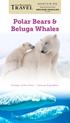 Polar Bears & Beluga Whales