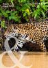 Brazil s Jaguar Safari. Abercrombie & Kent BRAZIL