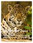 Realm of the Jaguar: Pantanal Wildlife Expedition Led by Ron Thompson