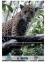 JAGUAR CONSERVATION AND MANAGEMENT IN MEXICO