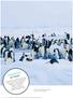 expedition in brief: Snow Hill Island Emperor Penguin rookery in the Weddell Sea.