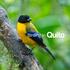 BIRDS IN QUITO - ECUADOR