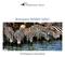 Botswana Wildlife Safari. Pre-Departure Information