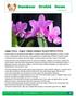 Nambour Orchid News. Judges Choice - August -Cattleya loddigesii Brooke AM/AOC-STOCQ. February 2018