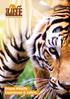 Bengal tiger, India. Unique Wildlife Experiences & Safaris. Indian Wildlife Travel Experts 01