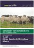 9,152 Store Lambs & Breeding Sheep