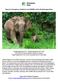 Borneo s Orangutans, Elephants and Wildlife of the Kinabatangan River