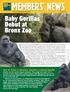 The Official WCS Members Newsletter Jul/Aug Baby Gorillas Debut at Bronx Zoo