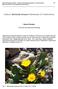 Notes to Reichardia famarae (Asteraceae) on Fuerteventura