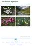 Naturetrek Tour Report 6-13 June Androsace villosa. Daphne cneorum