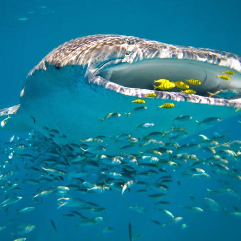 Whale sharks, wilderness & wine Visit Perth, Ningaloo Reef and the Whale Sharks and Humpback whales, Margaret