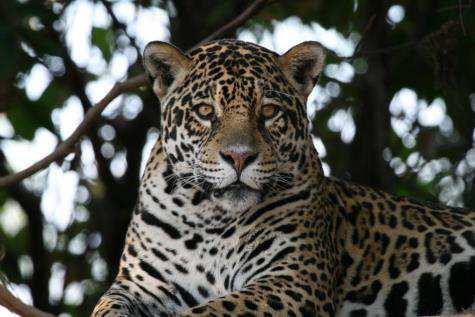 Join the Houston Zoo for a very special trip: Brazil s Pantanal: South America s Savannah July 21 to July 29, 2018 US $7,999 per person (double occupancy) US $1,000 single supplement The Pantanal is