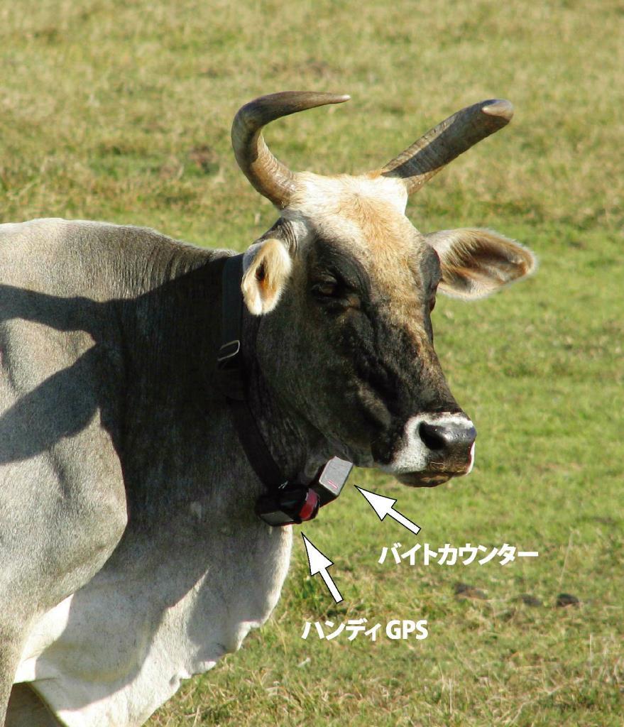 IV-(3). Survey of Grazing Cattle Fig 8. Cow with Bite Counter Collar and GPS (March 2005) [Reference] Maruyama, H. and Nihei, T. 2007.