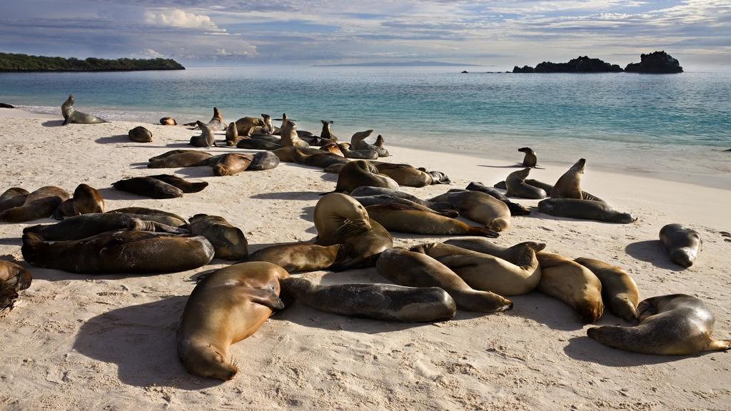 Cruising through the eastern islands you will visit colonies of sea lions and winged albatrosses on Española Island and snorkel with hammerhead sharks.