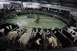 BD AGRO najveda evropska farma krava 2.000 krava na muži, ukupno 5.000 grla trenutno 35.