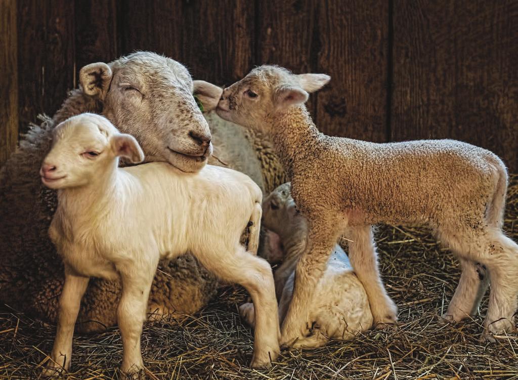 Paul Roderick Top: Rosie and her triplets. Bottom: The summer garden at Leaping Lamb Farm, Alsea, Oregon. Farm stays are relatively new to America.