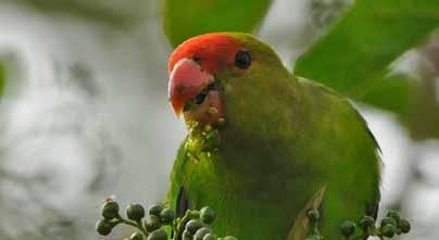 If you are an experienced ornithologist you will relish the chance to see the rare Prince Ruspoli s turaco, while new enthusiasts will love spotting hundreds of species over a couple