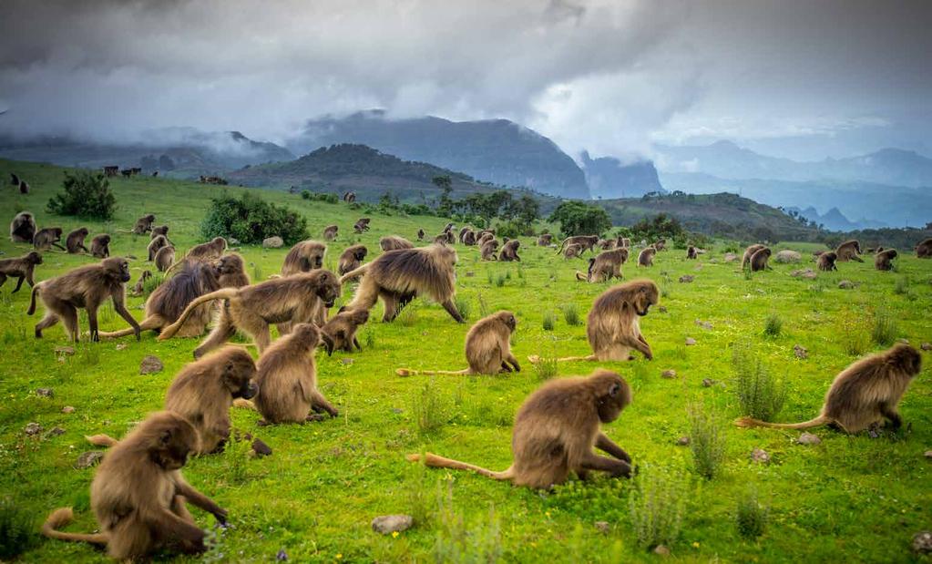 nature and wildliee Be astounded at the animals you will see only in Ethiopia A LAND OF RARE SPECIES IN THEIR NATURAL HABITATS The range of terrain and climate make Ethiopia the fourth