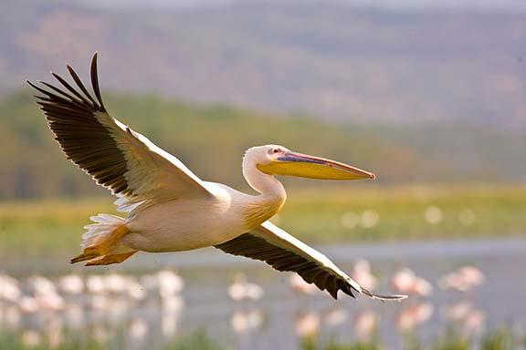 White Pelican Canon EOS 1D Mark lll 400mm f/5.6 IS Africa is famous for spectacular sunrises and sunsets.